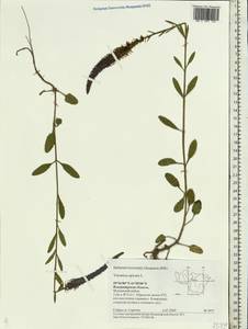 Veronica spicata L., Eastern Europe, Central region (E4) (Russia)
