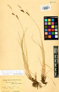 Carex erawinensis Korotky, Siberia, Baikal & Transbaikal region (S4) (Russia)