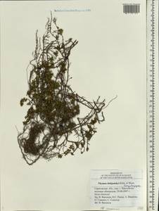 Thymus dubjanskyi Klokov & Des.-Shost., Eastern Europe, Lower Volga region (E9) (Russia)