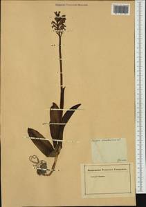 Dactylorhiza sambucina (L.) Soó, Western Europe (EUR) (Germany)