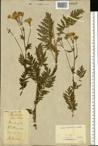 Tanacetum corymbosum subsp. corymbosum, Eastern Europe, Eastern region (E10) (Russia)