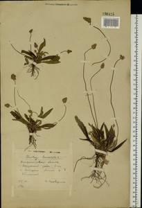 Plantago lanceolata L., Eastern Europe, South Ukrainian region (E12) (Ukraine)