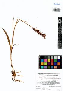 Dactylorhiza russowii (Klinge) Holub, Siberia, Baikal & Transbaikal region (S4) (Russia)