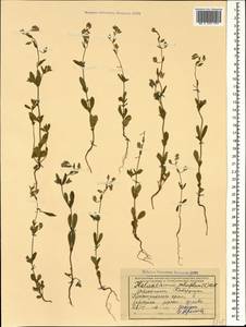 Helianthemum salicifolium (L.) Miller, Caucasus, Black Sea Shore (from Novorossiysk to Adler) (K3) (Russia)