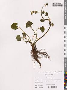 Caltha palustris var. radicans (T.F.Forst.) Beck, Siberia, Chukotka & Kamchatka (S7) (Russia)