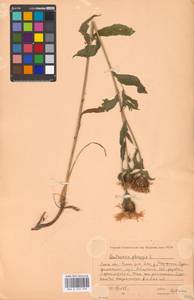 Centaurea phrygia L., Eastern Europe, Moscow region (E4a) (Russia)