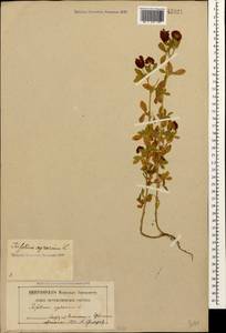 Trifolium aureum Pollich, Caucasus, North Ossetia, Ingushetia & Chechnya (K1c) (Russia)