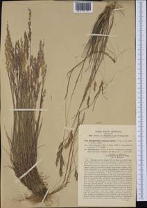 Corynephorus canescens (L.) P.Beauv., Western Europe (EUR) (Italy)