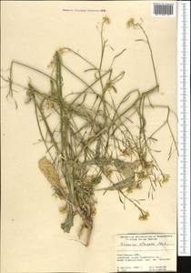 Brassica elongata subsp. integrifolia (Boiss.) Breistr., Middle Asia, Pamir & Pamiro-Alai (M2) (Kyrgyzstan)
