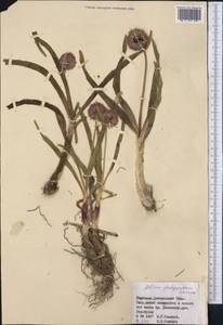 Allium platyspathum Schrenk, Middle Asia, Northern & Central Tian Shan (M4) (Kyrgyzstan)