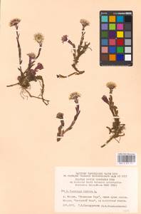 Tussilago farfara L., Eastern Europe, Moscow region (E4a) (Russia)