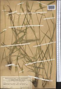 Agropyron cristatum (L.) Gaertn., Middle Asia, Western Tian Shan & Karatau (M3) (Kazakhstan)