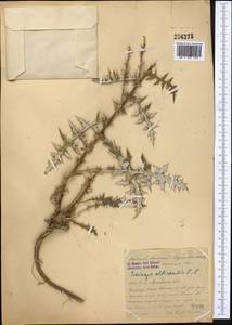 Echinops albicaulis Kar. & Kir., Middle Asia, Syr-Darian deserts & Kyzylkum (M7) (Kazakhstan)