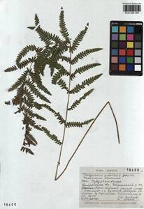 Thelypteris palustris (Salisb.) Schott, Siberia, Altai & Sayany Mountains (S2) (Russia)