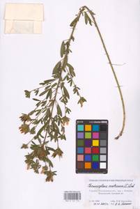 Chamaecytisus austriacus (L.) Link, Eastern Europe, South Ukrainian region (E12) (Ukraine)