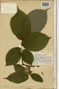 Ulmus glabra subsp. glabra, Eastern Europe, Middle Volga region (E8) (Russia)