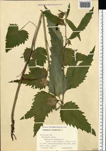 Campanula trachelium L., Eastern Europe, Latvia (E2b) (Latvia)