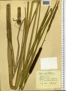 Typha angustifolia L., Eastern Europe, Central region (E4) (Russia)