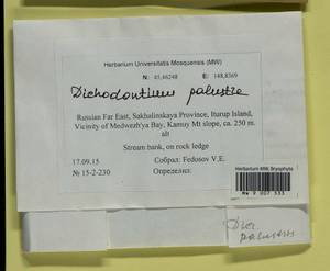 Diobelonella palustris (Dicks.) Ochyra, Bryophytes, Bryophytes - Russian Far East (excl. Chukotka & Kamchatka) (B20) (Russia)