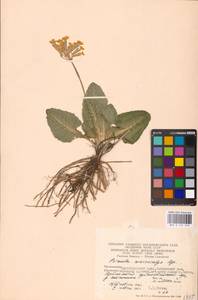 Primula veris subsp. macrocalyx (Bunge) Lüdi, Caucasus, Krasnodar Krai & Adygea (K1a) (Russia)