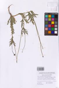 Papaver laevigatum M.Bieb., Eastern Europe, Lower Volga region (E9) (Russia)
