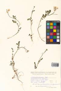 Cardamine prorepens Fisch. ex DC., Siberia, Russian Far East (S6) (Russia)