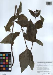 Scrophularia nodosa L., Siberia, Altai & Sayany Mountains (S2) (Russia)