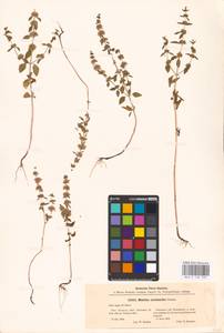 MHA 0 158 390, Mentha micrantha (Fisch. ex Benth.) Haw. ex Schult. & Schult.f., Eastern Europe, Middle Volga region (E8) (Russia)