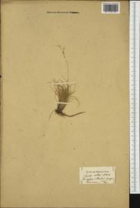 Carex alba Scop., Western Europe (EUR) (Italy)