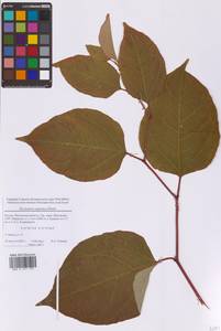 Reynoutria japonica Houtt., Eastern Europe, Moscow region (E4a) (Russia)