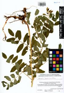 Astragalus frigidus (L.) A. Gray, Siberia, Baikal & Transbaikal region (S4) (Russia)