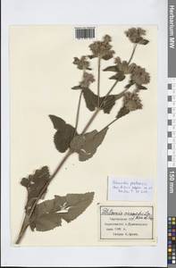 Phlomoides pratensis (Kar. & Kir.) Adylov, Kamelin & Makhm., Middle Asia, Northern & Central Tian Shan (M4) (Kyrgyzstan)