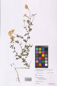 Lotus corniculatus L., Eastern Europe, Central forest-and-steppe region (E6) (Russia)