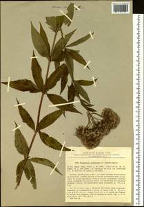 Eupatorium glehnii F. Schmidt ex Trautv., Siberia, Russian Far East (S6) (Russia)