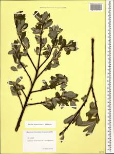 Salix kusnetzowii Lacksch. ex Görz, Caucasus, North Ossetia, Ingushetia & Chechnya (K1c) (Russia)