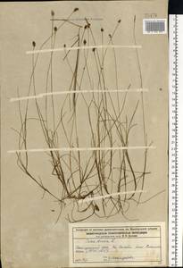 Carex dioica L., Eastern Europe, Central forest region (E5) (Russia)
