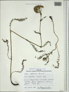 Achillea asiatica Serg., Siberia, Russian Far East (S6) (Russia)