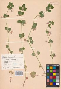 Glechoma hederacea L., Eastern Europe, Moscow region (E4a) (Russia)