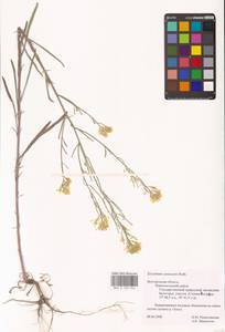 Erysimum diffusum Ehrh., Eastern Europe, Central forest-and-steppe region (E6) (Russia)