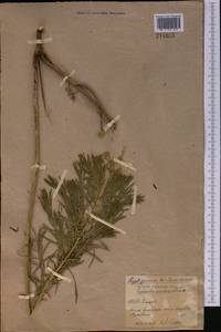 Euphorbia uralensis Fisch. ex Link, Middle Asia, Northern & Central Kazakhstan (M10) (Kazakhstan)