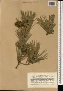 Pinus gerardiana Wall. ex D. Don, South Asia, South Asia (Asia outside ex-Soviet states and Mongolia) (ASIA) (Afghanistan)