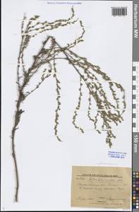 Artemisia marschalliana Spreng., Eastern Europe, Lower Volga region (E9) (Russia)