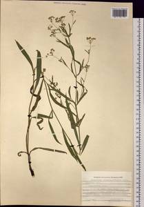 Bupleurum scorzonerifolium Willd., Siberia, Russian Far East (S6) (Russia)