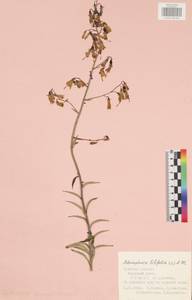 Adenophora liliifolia (L.) A.DC., Eastern Europe, Central region (E4) (Russia)
