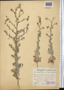 Lachnophyllum gossypinum Bunge, Middle Asia, Northern & Central Tian Shan (M4) (Kazakhstan)