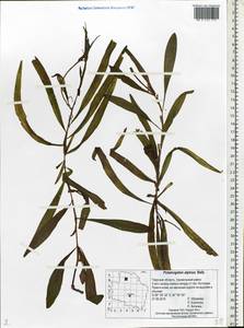 Potamogeton alpinus Balb., Eastern Europe, North-Western region (E2) (Russia)