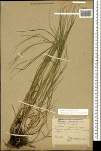 Bromus riparius Rehmann, Caucasus, Stavropol Krai, Karachay-Cherkessia & Kabardino-Balkaria (K1b) (Russia)