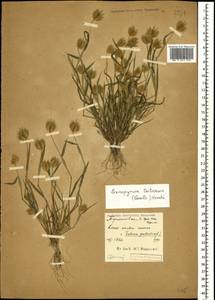 Eremopyrum triticeum (Gaertn.) Nevski, Caucasus, Dagestan (K2) (Russia)