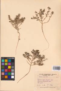 Climacoptera lanata (Pall.) Botsch., Middle Asia, Caspian Ustyurt & Northern Aralia (M8) (Kazakhstan)