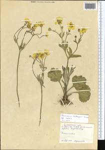 Ranunculus afghanicus Aitch. & Hemsl., Middle Asia, Western Tian Shan & Karatau (M3) (Kazakhstan)